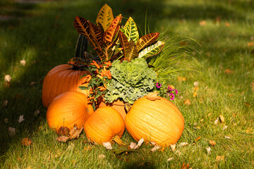 pumpkins flowers and autumn leaves on grass 