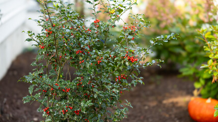 Bush and pumpkin in the garden 