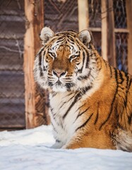 Obraz premium Siberian tiger