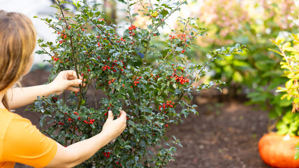 bush  in the garden person hands , picking , pumpkin 