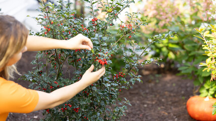 bush  in the garden person hands , picking , pumpkin 