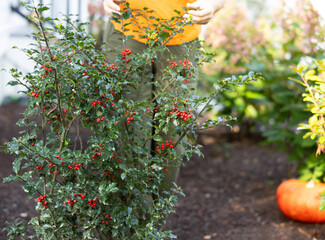 bush  in the garden person walking , pumpkin 