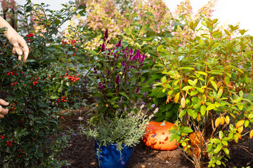 pumpkin in the garden with flowers and persons hands , in fall , blue pot with flowers