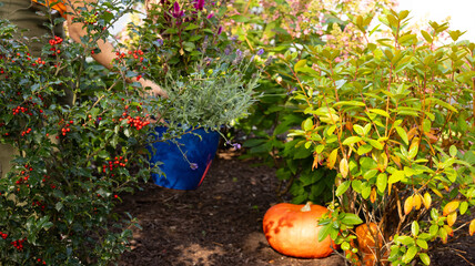 pumpkin in the garden with flowers and persons hands , in fall , blue pot with flowers