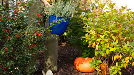 pumpkin in the garden with flowers and persons hands , in fall , blue pot with flowers