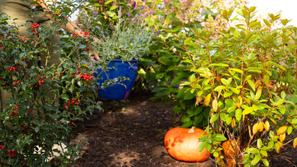 pumpkin in the garden with flowers and persons hands , in fall 