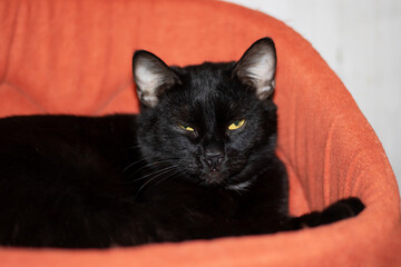 A sleek black cat with yellow eyes lays in its orange bed