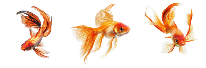 Fototapeta premium Set of A fish swimming with fins and tail in motion isolated on transparent background