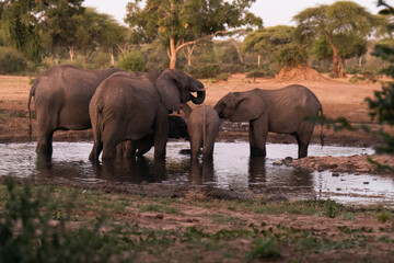 elephants in the water
