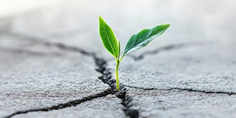 Resilience and Growth - Young Plant Sprouting Through Asphalt Crack