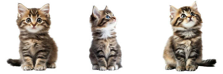Set of a fluffy kitten with soft fur and blue eyes isolated on transparent background