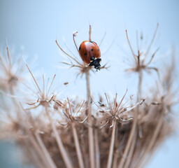 Autumn moment, withered wild carrot / Daucus carota with ladybirds, sunny September day