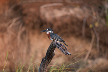 Kingfisher in African