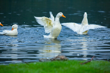 Happy domestic white duck bathing on the lake.