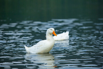 Happy domestic white duck bathing on the lake.