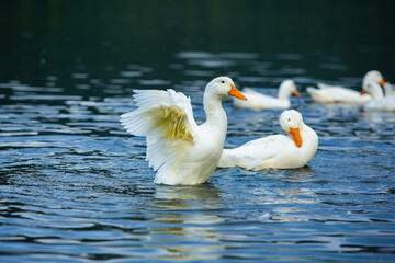 Happy domestic white duck bathing on the lake.