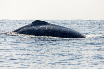 migration of humpback whales in the sea of ​​Rio de Janeiro.