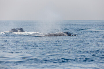 migration of humpback whales in the sea of ​​Rio de Janeiro.