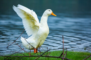 Happy domestic white duck bathing on the lake.