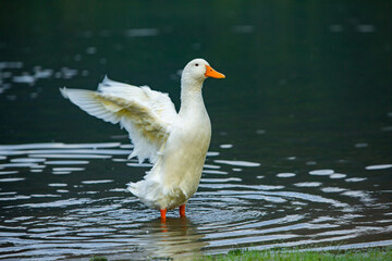 Happy domestic white duck bathing on the lake.