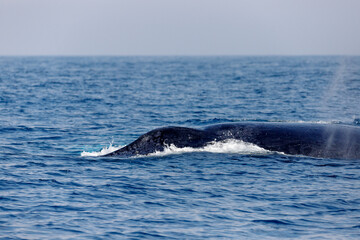 migration of humpback whales in the sea of ​​Rio de Janeiro.