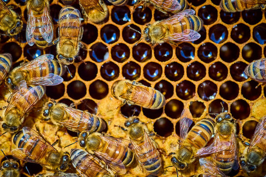 Honeybees on Honeycomb in Active Hive Close-Up
