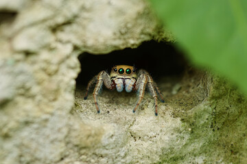Spider hiding in a small crevice in a garden wall