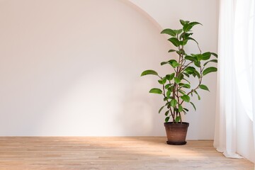 White empty room wirh big home plant. Scandinavian interior design. 3D illustration