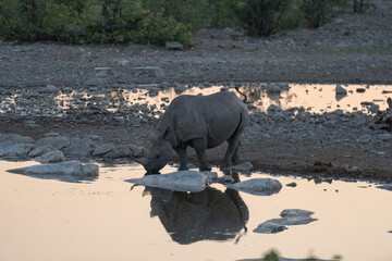 Rhino reflectie water