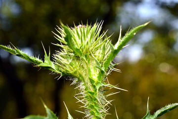 The stem and leaves of the thistle have sharp spines.