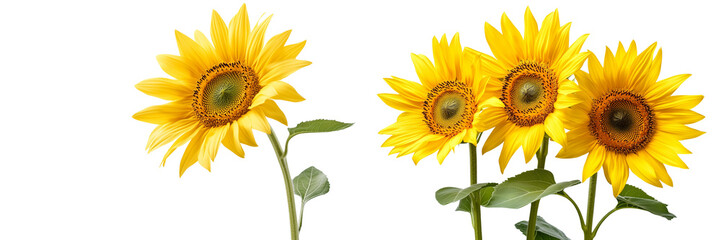 Obraz premium Set of a Beautiful yellow sunflowers, isolated on a transparent background.