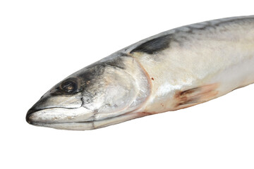 The picture shows the head of a mackerel fish. Close-up.
