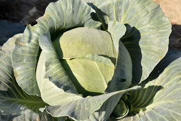 Large head of cabbage with wide leaves, top view.