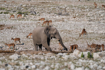 Baby elephant in the wild