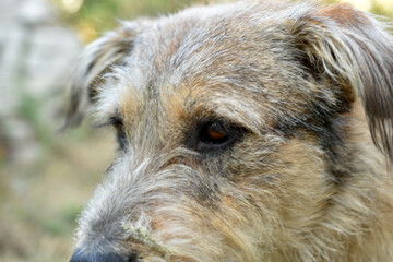Close-up of the face of a wild shaggy dog.