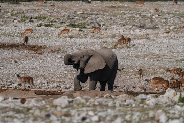 Baby elephant drinking water alone 