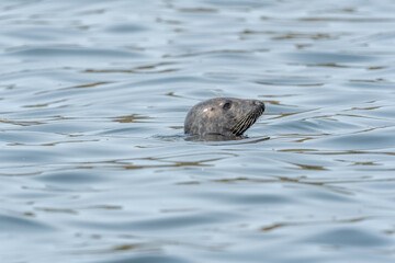 Grey seal (Halichoerus grypus) surfacing before diving again.