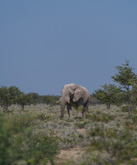 African elephant alone