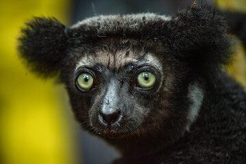 black and white lemur