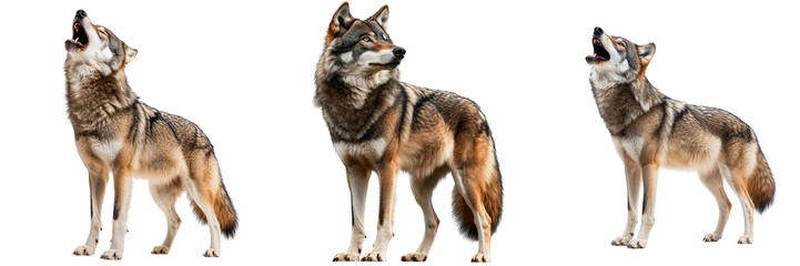 Fototapeta premium Set of a majestic wolf isolated on transparent background