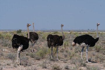 ostrich in the savannah