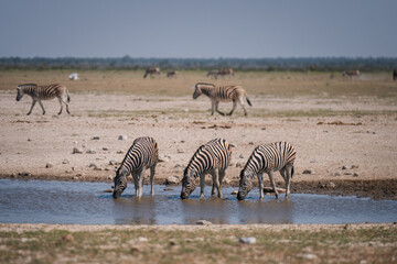 zebras in the water
