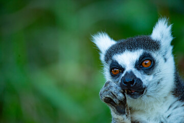 ring tailed lemur