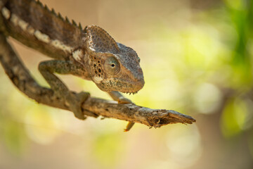 Chameleon on the branc
