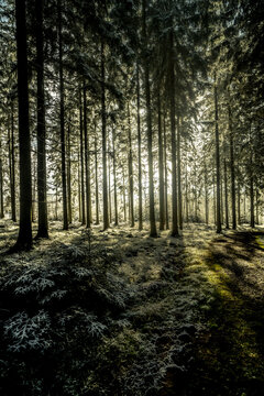 Cool pictures from the ardennes in Belgium