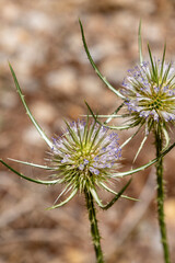 Mijares river in Sarrion Teruel Aragon Spain summer time natural environment