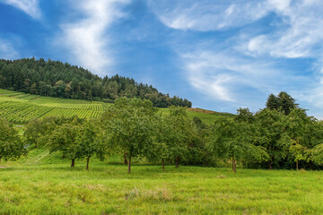 Obraz premium Kappelrodeck is a municipality in Ortenau District, Baden-Württemberg, Germany