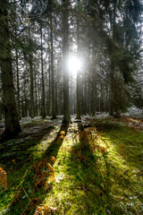 Obraz premium Cool pictures from the ardennes in Belgium