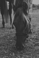 Biało czarne ujęcie konia. Piękny, czystej krwi młody koń pasący się na łące. Koń na pastwisku.  © Aneta