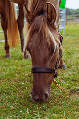 Piękny, czystej krwi młody koń pasący się na łące. Koń na pastwisku. Koń jedzący trawę. © Aneta